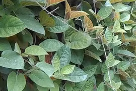 Lá mơ lông - "bảo bối" cho cơ quan tiêu hóa