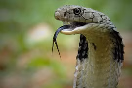 9 người nhập viện do rắn độc cắn khi bão Yagi đổ bộ