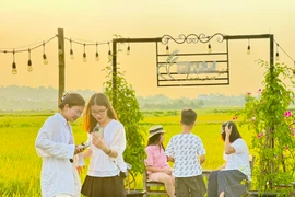 Quán cà phê giữa cánh đồng lúa chín vàng thu hút giới trẻ