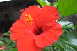 Bí quyết làm mặt nạ dưỡng tóc từ hoa dâm bụt