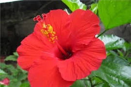 Bí quyết làm mặt nạ dưỡng tóc từ hoa dâm bụt