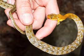 10 ngày tiếp nhận 13 ca rắn cắn sau mưa lũ