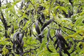 Tác dụng chữa bệnh bất ngờ từ quả bồ kết