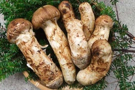 Loại nấm được ví như “thuốc chống ung thư”, giá vài chục triệu/kg