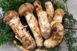 Loại nấm được ví như “thuốc chống ung thư”, giá vài chục triệu/kg