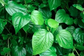 3 loại rau không “ngậm” thuốc sâu nhưng người Việt ít dùng