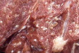 Cách phát hiện thịt bò, thịt lợn nhiễm giun sán 