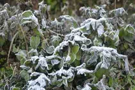 Tuyết vừa qua, sương muối tấn công dữ dội Lào Cai