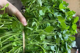 Loại rau quen thuộc được CDC Mỹ đánh giá “tốt nhất thế giới“