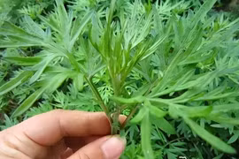 “Vua thảo mộc” rẻ bèo mọc khắp vườn quê Việt, trị đau khớp