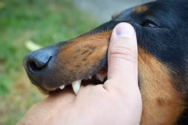 Bé 3 tuổi bị chó cắn vỡ thận 