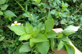 Tác dụng của cây xuyến chi ít người biết