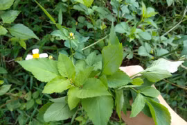 Tác dụng của cây xuyến chi ít người biết