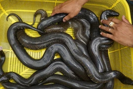 Cơ ngơi tiền tỷ bò nhung nhúc của anh trai miền Tây