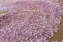 Hàng chục tấn vỏ ngao trải dài 3km bờ biển ở Thanh Hóa