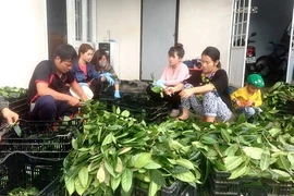 Vương quốc bí ẩn 40 loài trà hoa vàng quý hiếm ở Việt Nam