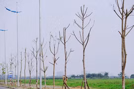 Hàng trăm cây chết khô trên tuyến đường 6.600 tỷ ở HN