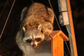 Gấu trúc Bắc Mỹ và các động vật có thể nảy sinh ý “trả thù” 