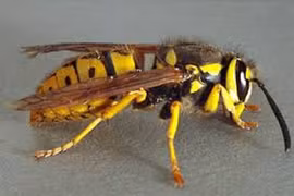 Tử vong sau khi bị ong đốt, chuyên gia chỉ cách xử trí đúng 