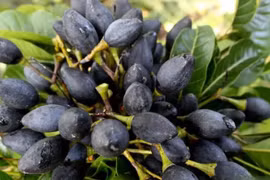 Loại quả được ví như “vàng đen” của mùa thu, tốt cho tim mạch