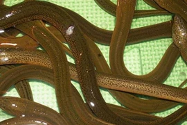 Loài đặc sản xưa là món ăn nhà nghèo, nay bán 300.000 đồng/kg