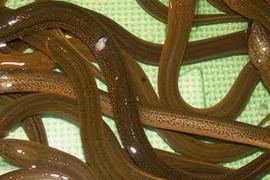 Loài đặc sản xưa là món ăn nhà nghèo, nay bán 300.000 đồng/kg