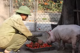 Xót xa cảnh cà chua chín đỏ rụng thối đầy đồng không ai mua