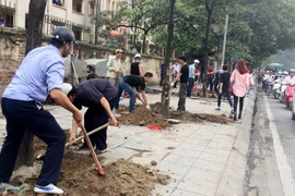Hà Nội lại thay loạt cây mỡ mới trồng đã chết khô
