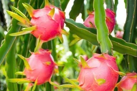 Lợi ích của quả thanh long với sức khỏe