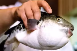 3 người ngộ độc nhập viện sau khi ăn cá nóc 