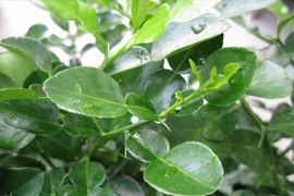 Bất ngờ công dụng của lá chanh đối với sức khỏe