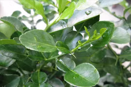 Bất ngờ công dụng của lá chanh đối với sức khỏe