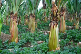 Siêu cây lương thực đủ cứu đói hơn 100 triệu người có gì đặc biệt?