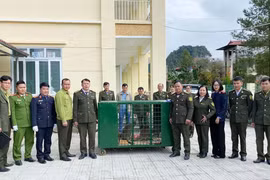 Chốt số phận 4 con chuột túi được phát hiện tại Cao Bằng 