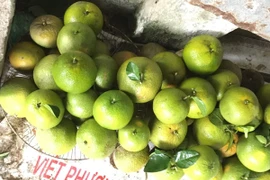 Thu trăm triệu mỗi năm nhờ trồng loại cam “khổng lồ”, to như quả bưởi