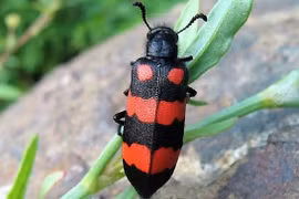 Tê bì đầu lưỡi, yếu cơ tứ chi... sau ăn sâu ban miêu