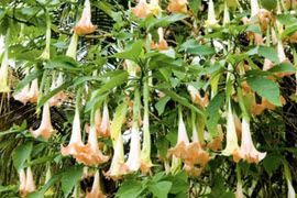 Độc tính trong hoa chuông nguy hiểm thế nào khiến 2 người nhập viện?