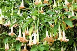 Độc tính trong hoa chuông nguy hiểm thế nào khiến 2 người nhập viện?