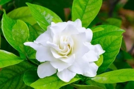 Lợi ích tuyệt với của trà hoa nhài đối với sức khỏe