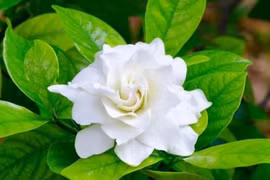 Lợi ích tuyệt với của trà hoa nhài đối với sức khỏe