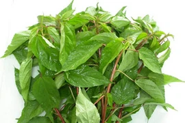 2 loại rau không lo “ngậm” thuốc trừ sâu, tốt cho sức khỏe