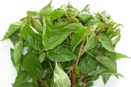 2 loại rau không lo “ngậm” thuốc trừ sâu, tốt cho sức khỏe