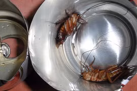 Uống bia thừa cho thêm một thứ hạ cả trăm con gián