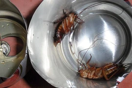 Uống bia thừa cho thêm một thứ hạ cả trăm con gián