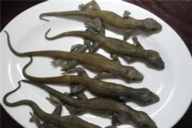 Loại đặc sản chỉ nhìn cũng “nổi da gà”, dân thành phố săn lùng