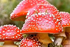 6 người nhập viện cấp cứu vì ăn nấm lạ hái trên rẫy