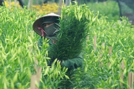 Hốt bạc nhờ cơn sốt hoa loa kèn nở sớm đổ bộ Hà thành