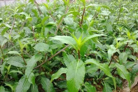 Loại rau dại xưa bị “ngó lơ”, nay thành đặc sản “hút khách“