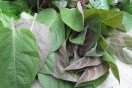 Hiệu quả chữa bệnh bất ngờ từ lá mơ, giảm đau xương khớp