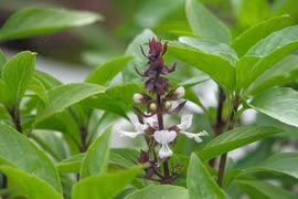 Loại rau được ví như “vua của rau thơm”, nhiều lợi ích sức khoẻ